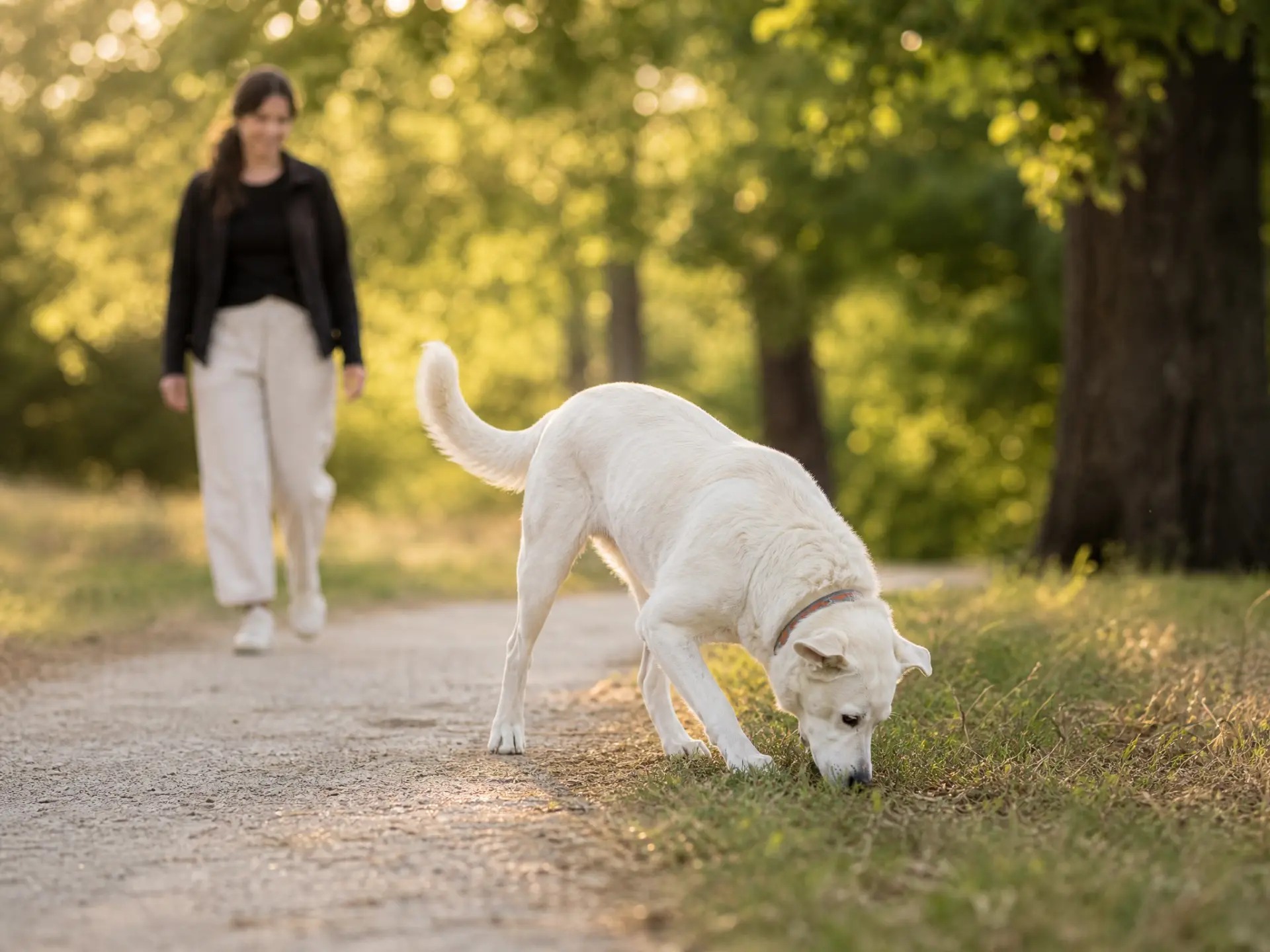 A white dog sniffing the grass beside a path while its owner watches from a short distance